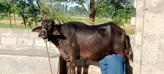 6 month soi bhans 7 kg milk for sale . or bi 4 bhans hain 4 sale ka