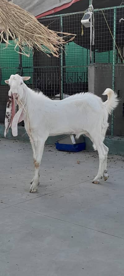 Gulabi bakra for sale