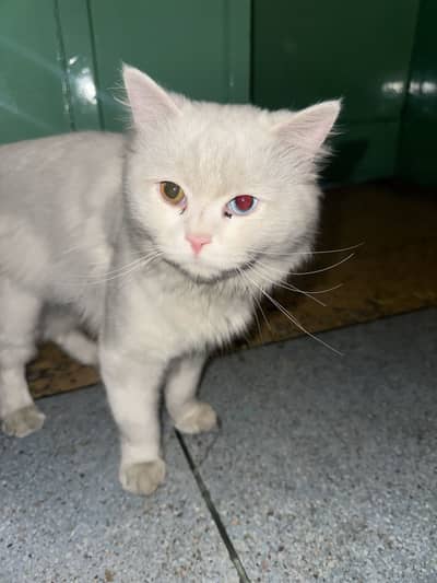 Percian two eyes color cat for sale