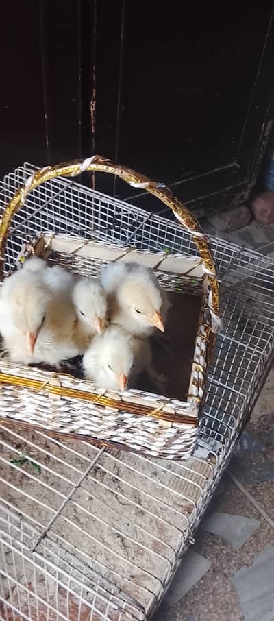 WHITE HEAVY BUFF CHICKS FOR SALE AGE  22 DAYS