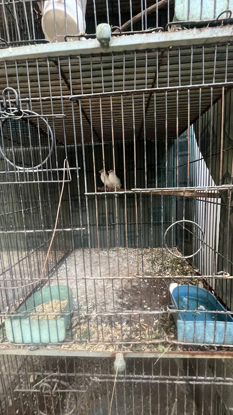 Bird setup for sale java cockteil 2