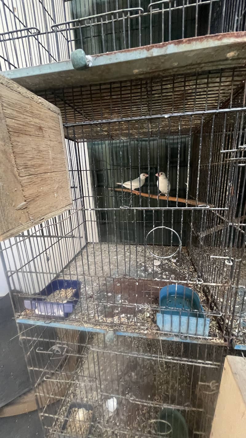 Bird setup for sale java cockteil 3