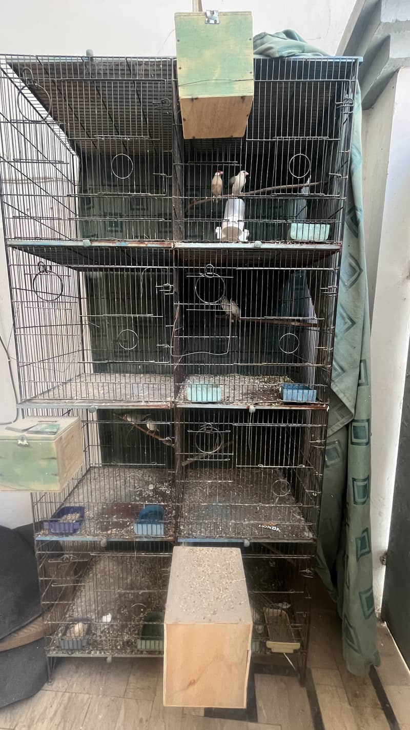 Bird setup for sale java cockteil 4