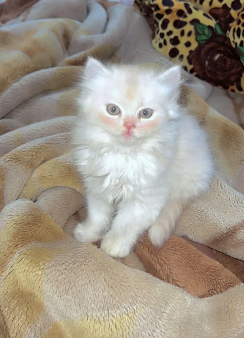 cats plus kittens