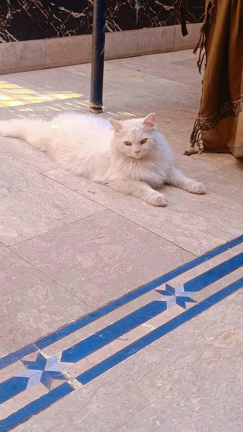 cats plus kittens — photo 2