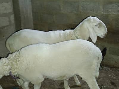 Pure Larkana Sheeps Dumba