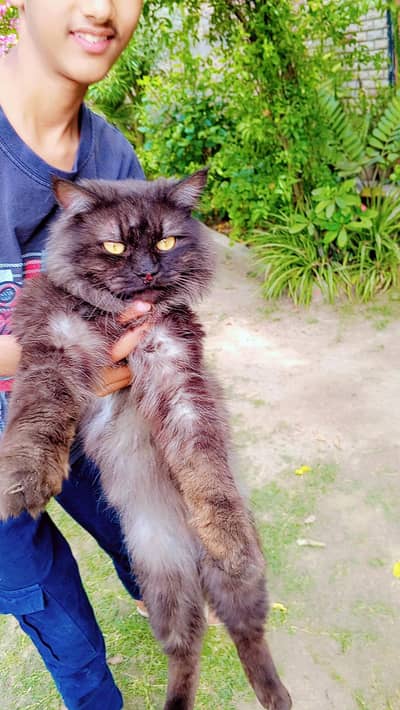 Persian male cat for sale