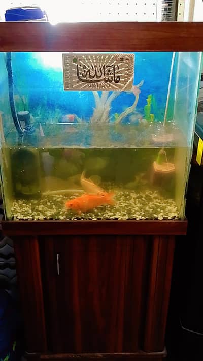 4 adad fish k 7 table aur aquarium
