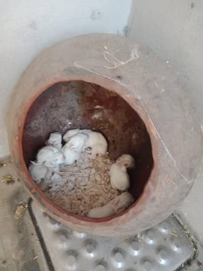 high quality rabbit for sail