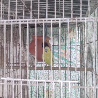 Australian bujri pair with chicks end egg