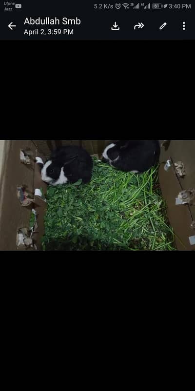 Baby Ribbits for sale