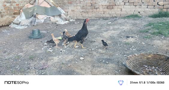 golden misri dasi hens