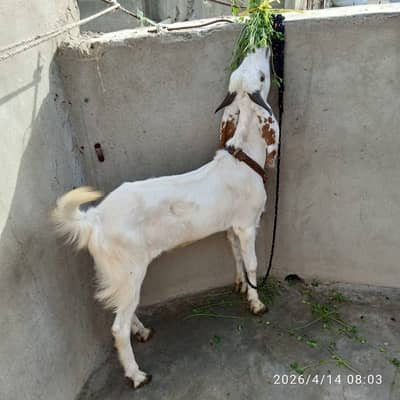 Masha Allah 2 Dant Khassi Bakra