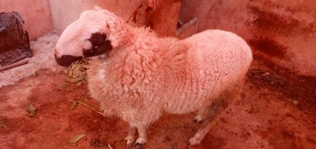 Bakra 2 dannt dumba 2 daant  aur bakri gulabi bachay dainy wali hai