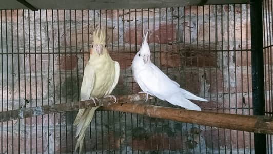 ino Male & Lutino Female Breeder Pair