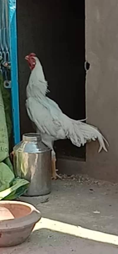 PURE JERMAN O SHAMOO Swing Neck MALE FOR SALE