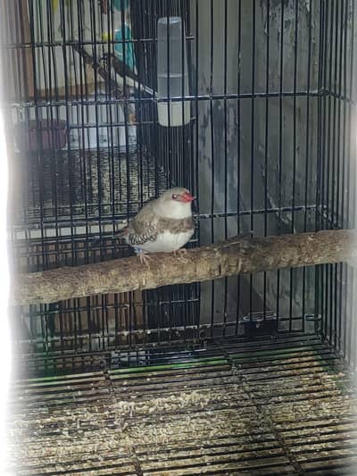 diamond finch star finch shaiftail red eye finch bangles finch