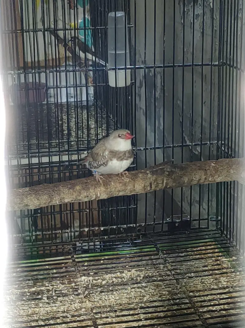 diamond finch star finch shaiftail red eye finch bangles finch