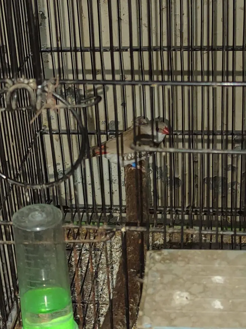 diamond finch star finch shaiftail red eye finch bangles finch — photo 2