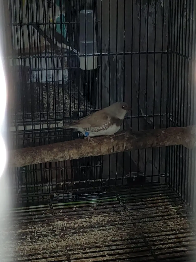 diamond finch star finch shaiftail red eye finch bangles finch — photo 3