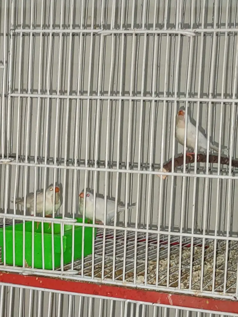 diamond finch star finch shaiftail red eye finch bangles finch — photo 5