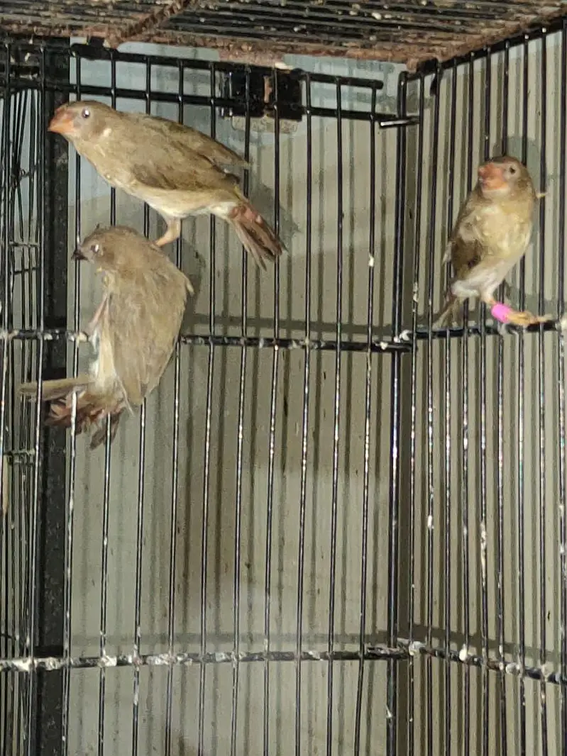 diamond finch star finch shaiftail red eye finch bangles finch — photo 6