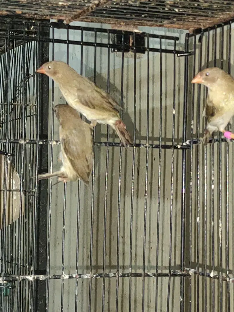 diamond finch star finch shaiftail red eye finch bangles finch — photo 7
