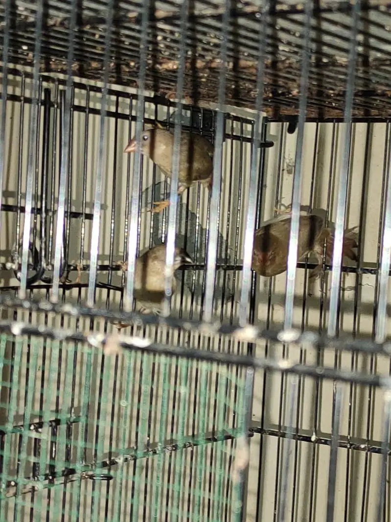 diamond finch star finch shaiftail red eye finch bangles finch — photo 8