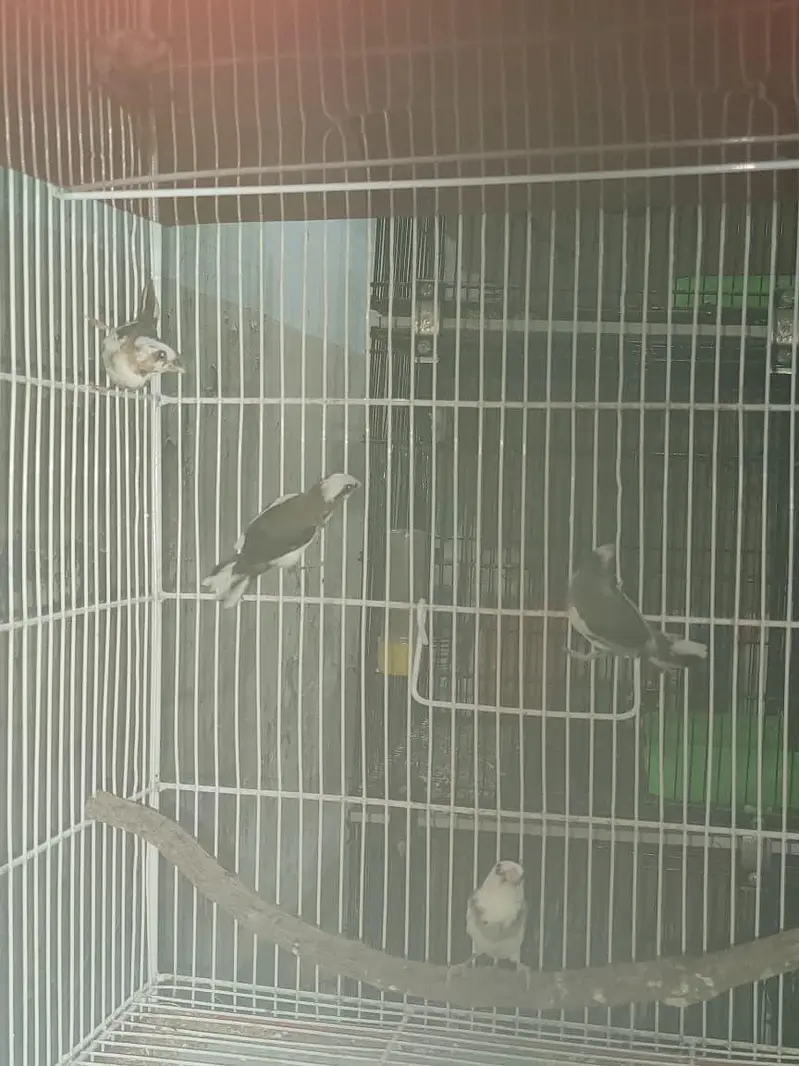 diamond finch star finch shaiftail red eye finch bangles finch — photo 10