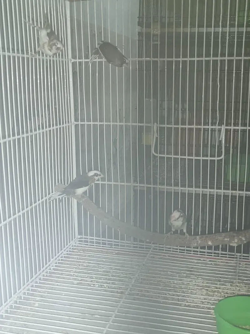 diamond finch star finch shaiftail red eye finch bangles finch — photo 12