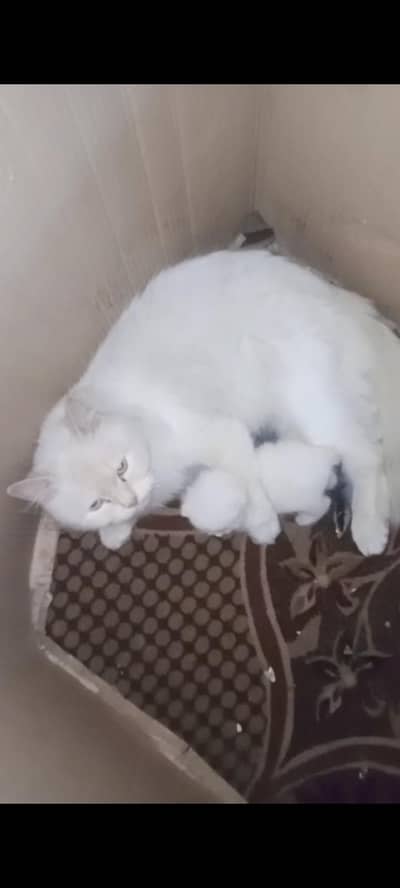 Double Coat Cats Baby.