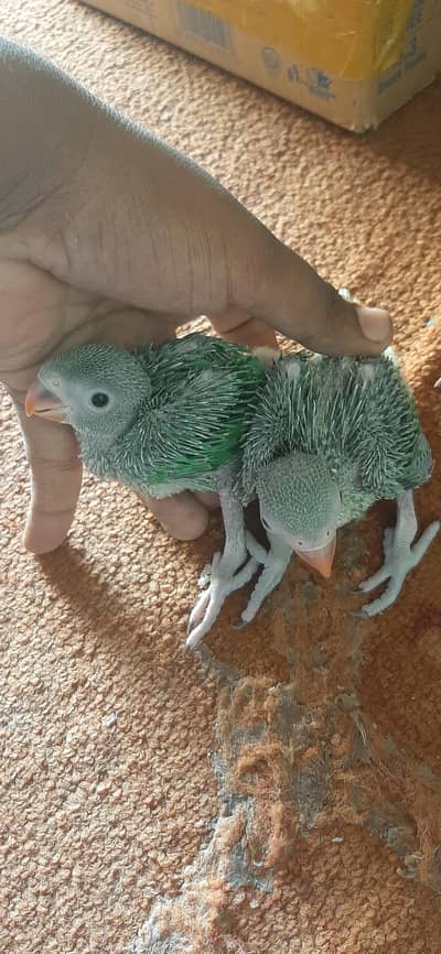 conyour and Green parrot baby's healthy and active