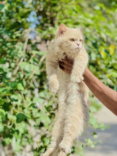 Very friendly and tamed cat double cot punch face very good quality