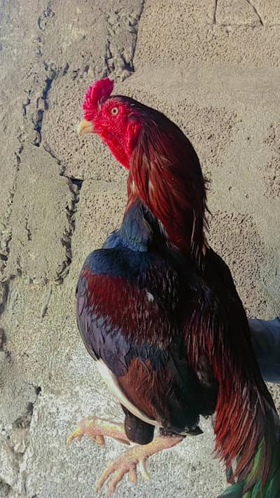 pure miyanwali blood aseel