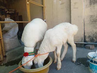 Dunba sheep for sale , Sheep | White turkey dunba | white dumba sheep