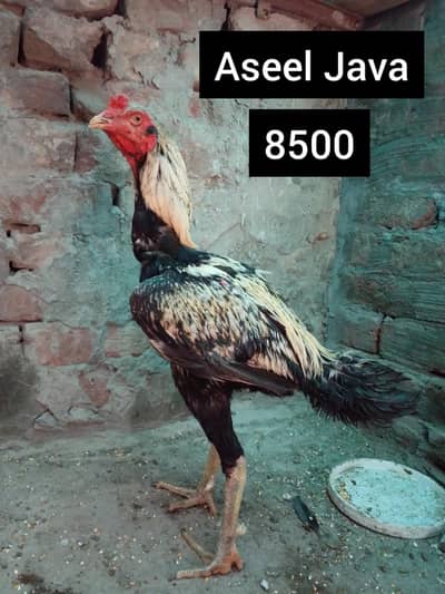 Pure Aseel Murghay  argent for sale.