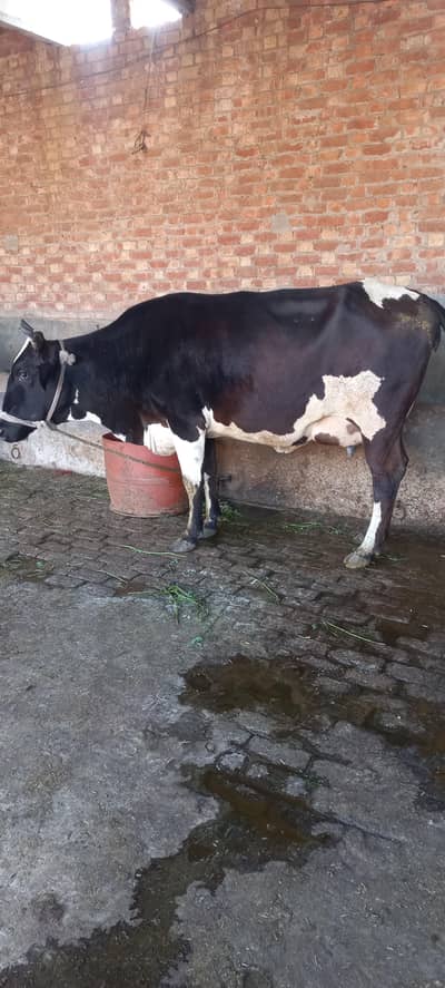 milking cow milking cow