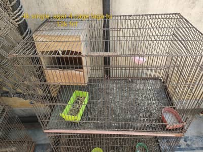 birds cages
