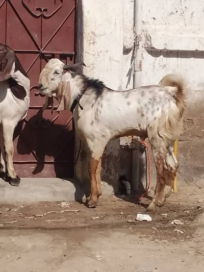 Bakra for Eid sale