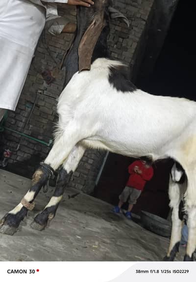 qurbani kay liya bakra for sale ha