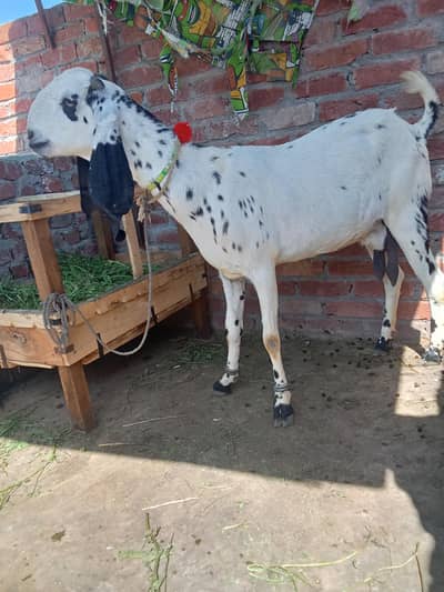 Dasi gabn bkri for sale ak kg dudh dati hy