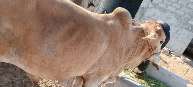 qurbani ka wada Ghar ka tayar khubsurat donda , 03310431995