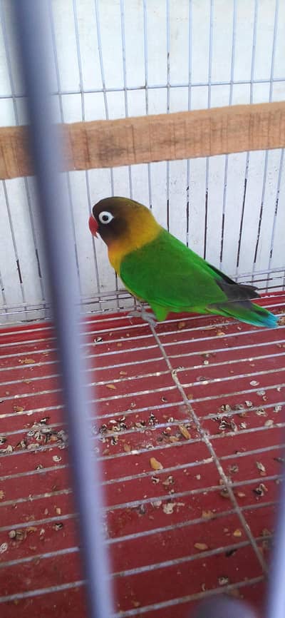 Beautifull Masked Lovebird For Sale