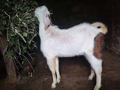 White Ranjanpuri male Goat