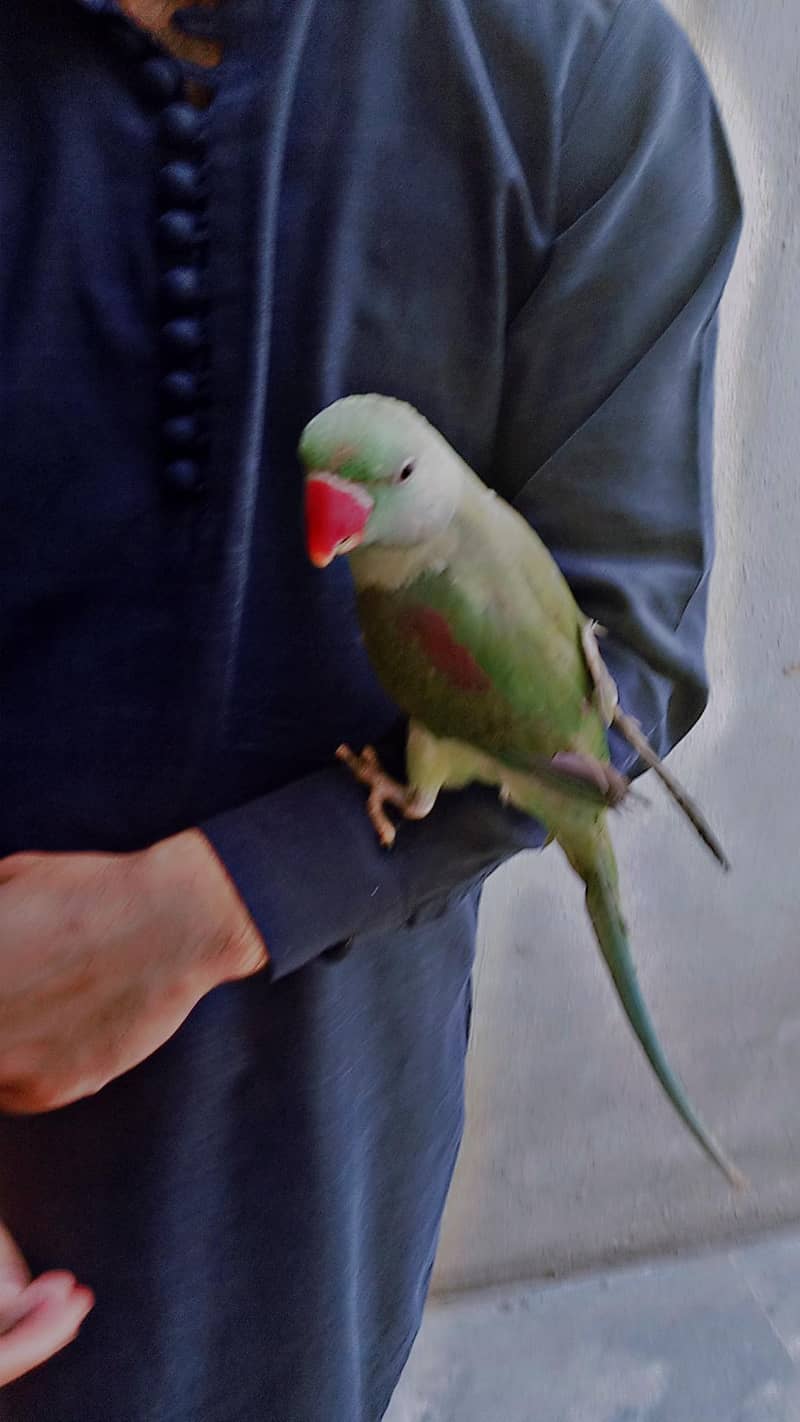 Raw parrot 0
