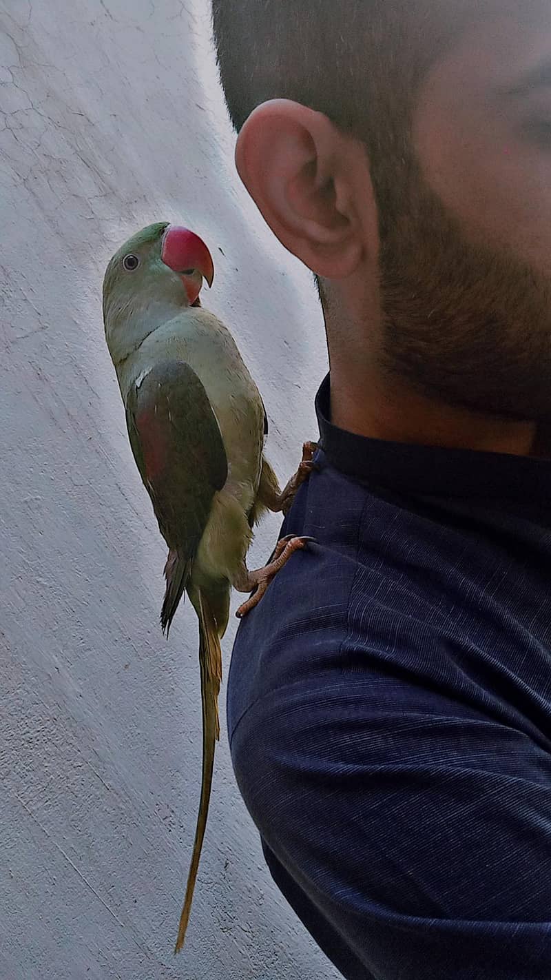 Raw parrot 1