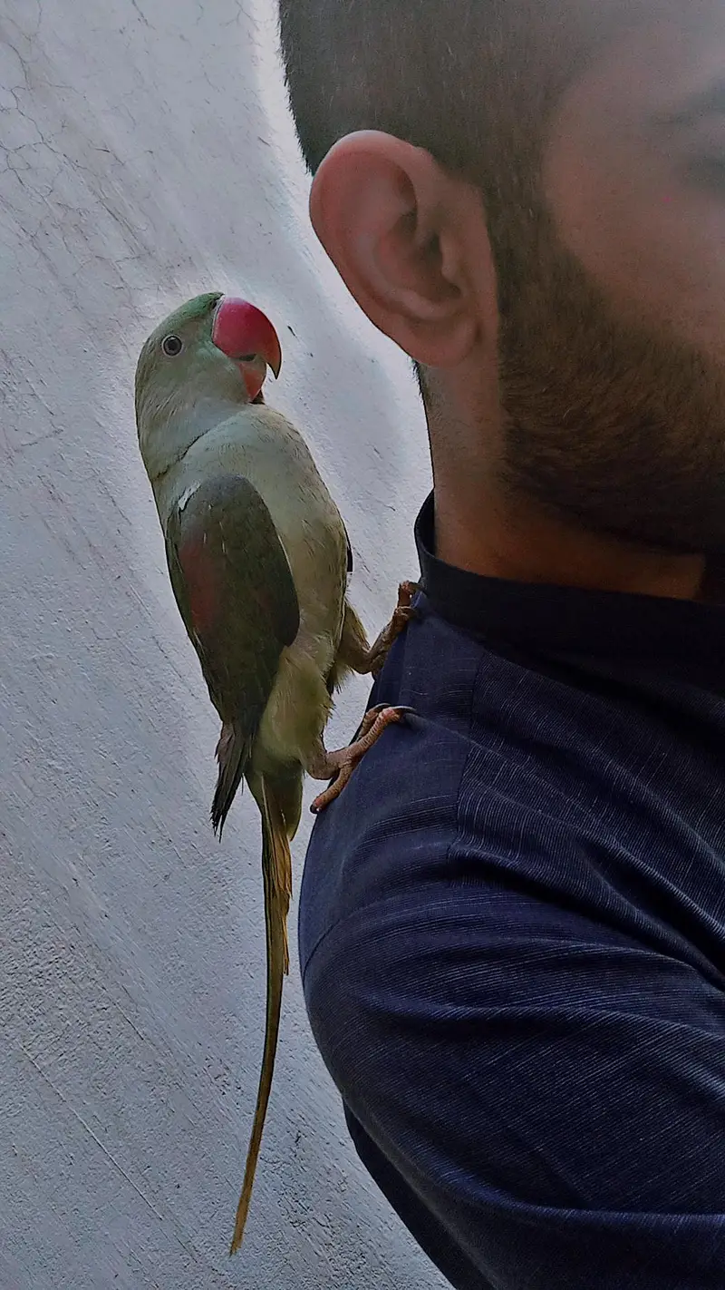 Raw parrot — photo 2