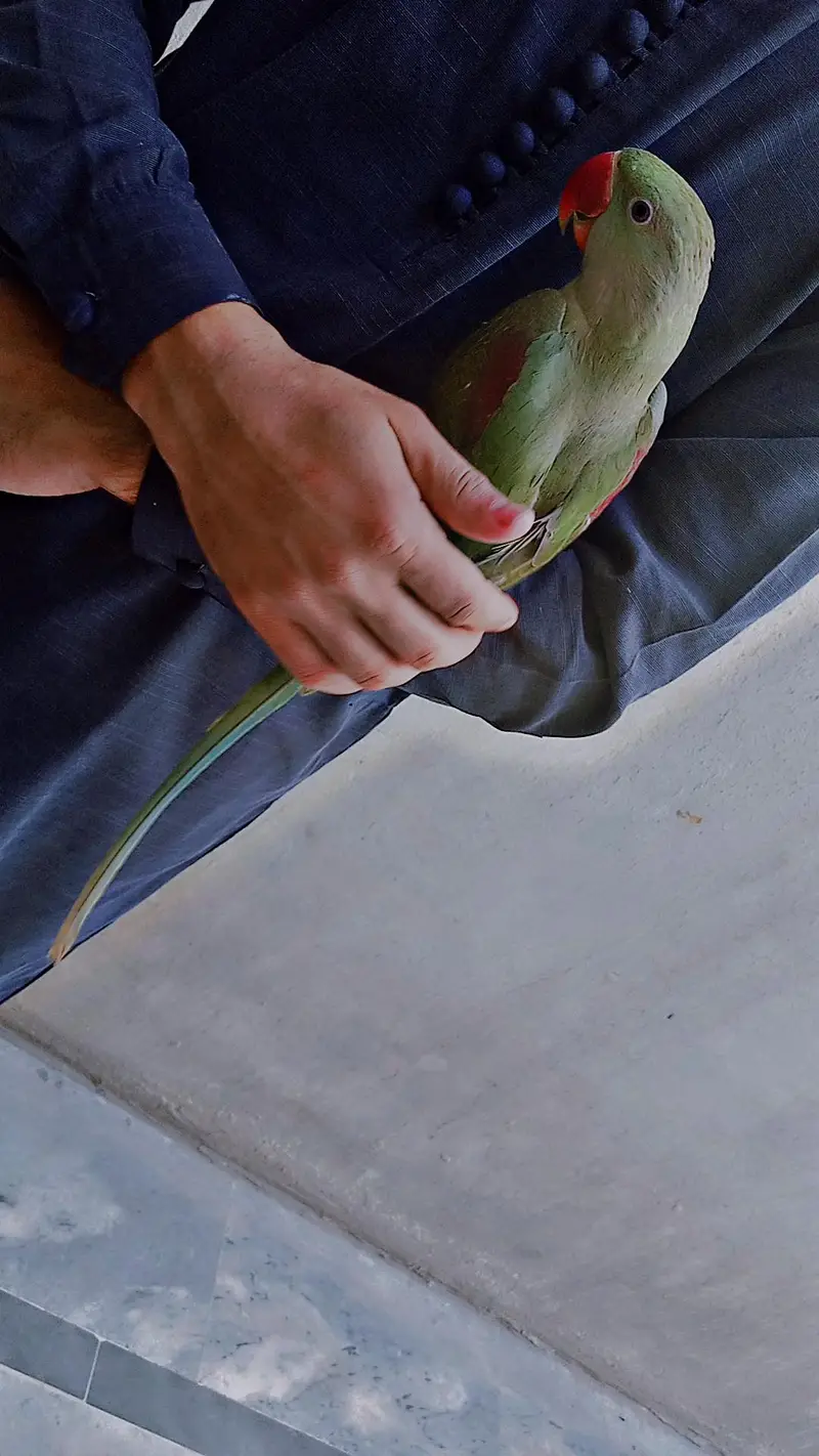 Raw parrot — photo 3