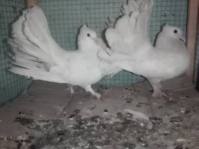 fancy pigeon