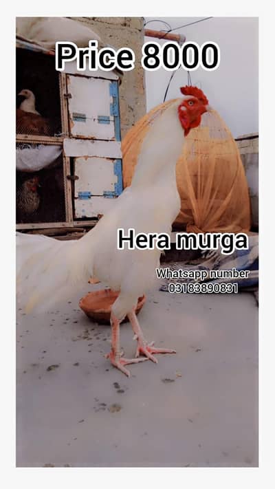 Aseel hera murga || Lakha mugi or 3 cheks || aseel polya murga || Dasi